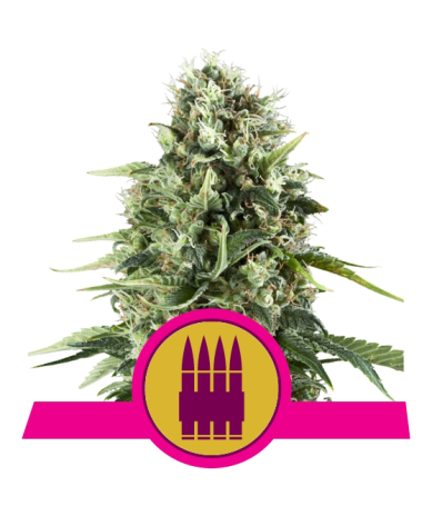Semillas Royal AK feminizadas de Royal Queen Seeds