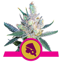 Semillas Royal Cheese Fast Version feminizadas de Royal Queen Seeds
