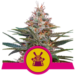 Semillas Royal Cookies USA Premium feminizadas de Royal Queen Seeds