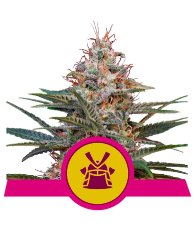 Semillas Royal Cookies USA Premium feminizadas de Royal Queen Seeds