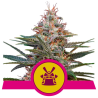 Semillas Royal Cookies USA Premium feminizadas de Royal Queen Seeds