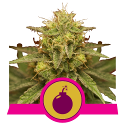 Semillas Royal Domina feminizadas de Royal Queen Seeds