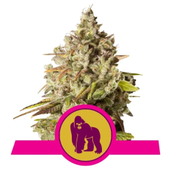 Semillas Royal Gorilla USA Premium feminizadas de Royal Queen Seeds