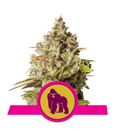 Semillas Royal Gorilla USA Premium feminizadas de Royal Queen Seeds