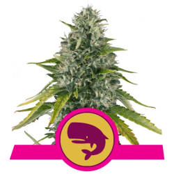 Semillas Royal Moby feminizadas de Royal Queen Seeds