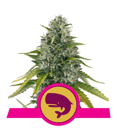 Semillas Royal Moby feminizadas de Royal Queen Seeds
