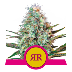Semillas Royal Runtz USA Premium feminizadas de Royal Queen Seeds