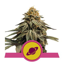 Semillas Royal Skywalker USA Premium feminizadas de Royal Queen Seeds