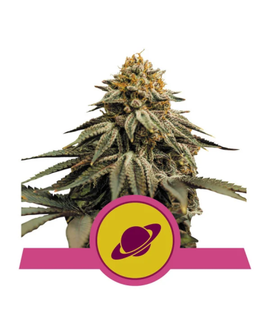 Semillas Royal Skywalker USA Premium feminizadas de Royal Queen Seeds