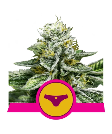 Semillas Sherbet Queen USA Premium feminizadas de Royal Queen Seeds