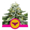 Semillas Sherbet Queen USA Premium feminizadas de Royal Queen Seeds