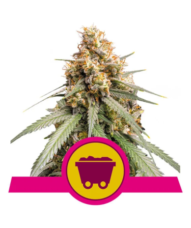 Semillas Shining Silver Haze feminizadas de Royal Queen Seeds