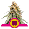 Semillas Shining Silver Haze feminizadas de Royal Queen Seeds