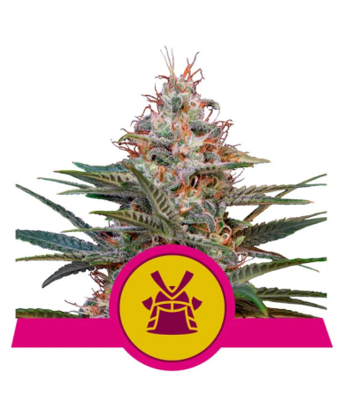 Semillas Shogun feminizadas de Royal Queen Seeds