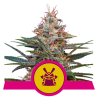 Semillas Shogun feminizadas de Royal Queen Seeds