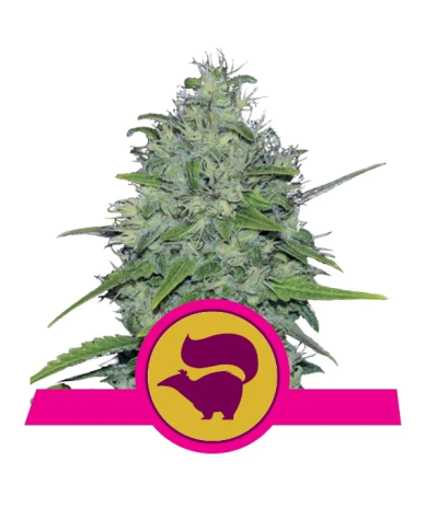 Semillas Skunk XL feminizadas de Royal Queen Seeds