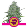 Semillas Skunk XL feminizadas de Royal Queen Seeds