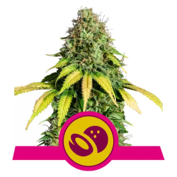 Semillas Somango XL feminizadas de Royal Queen Seeds