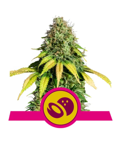 Semillas Somango XL feminizadas de Royal Queen Seeds