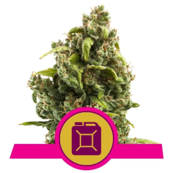 Semillas Sour Diesel feminizadas de Royal Queen Seeds
