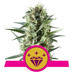 Semillas Special Kush 1 feminizadas de Royal Queen Seeds