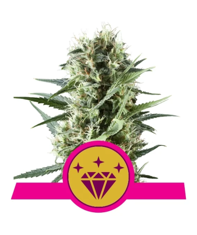 Semillas Special Kush 1 feminizadas de Royal Queen Seeds