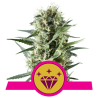 Semillas Special Kush 1 feminizadas de Royal Queen Seeds