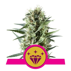 Semillas Special Queen 1 feminizadas de Royal Queen Seeds