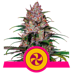 Semillas Sweet ZZ USA Premium feminizadas de Royal Queen Seeds