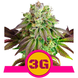 Semillas Triple G USA Premium feminizadas de Royal Queen Seeds