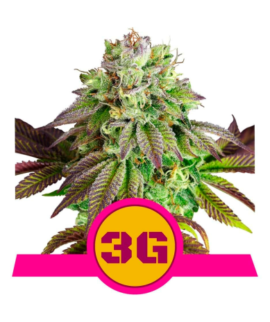 Semillas Triple G USA Premium feminizadas de Royal Queen Seeds