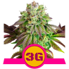 Semillas Triple G USA Premium feminizadas de Royal Queen Seeds
