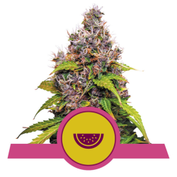 Semillas Watermelon USA Premium feminizadas de Royal Queen Seeds