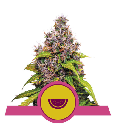 Semillas Watermelon USA Premium feminizadas de Royal Queen Seeds