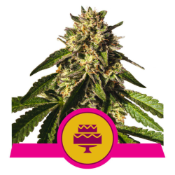Semillas Wedding Gelato USA Premium feminizadas de Royal Queen Seeds