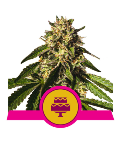 Semillas Wedding Gelato USA Premium feminizadas de Royal Queen Seeds