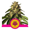 Semillas Wedding Gelato USA Premium feminizadas de Royal Queen Seeds