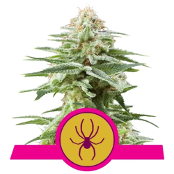 Semillas White Widow feminizadas de Royal Queen Seeds