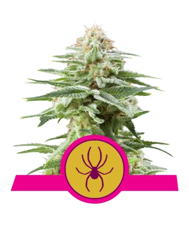 Semillas White Widow feminizadas de Royal Queen Seeds