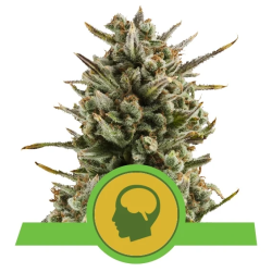 Semillas Amnesia Haze Auto autoflorecientes de Royal Queen Seeds