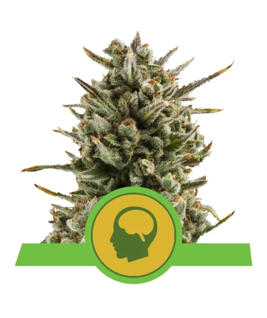 Semillas Amnesia Haze Auto autoflorecientes de Royal Queen Seeds