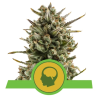 Semillas Amnesia Haze Auto autoflorecientes de Royal Queen Seeds