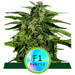 Semillas Apollo F1 Auto autoflorecientes de Royal Queen Seeds
