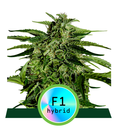 Semillas Apollo F1 Auto autoflorecientes de Royal Queen Seeds