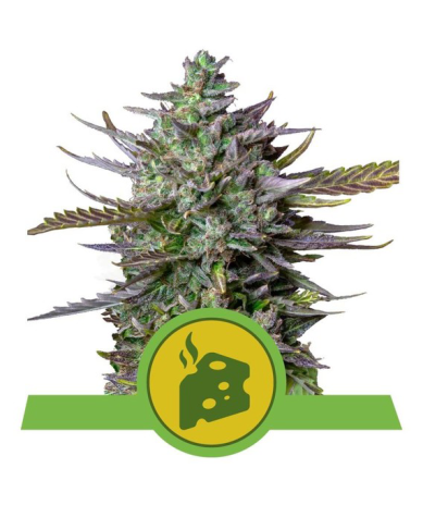 Semillas Blue Cheese Auto autoflorecientes de Royal Queen Seeds