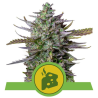 Semillas Blue Cheese Auto autoflorecientes de Royal Queen Seeds