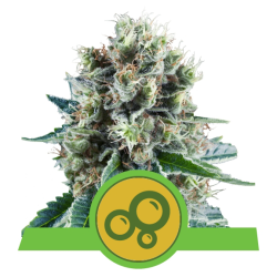 Semillas Bubble Kush Auto autoflorecientes de Royal Queen Seeds
