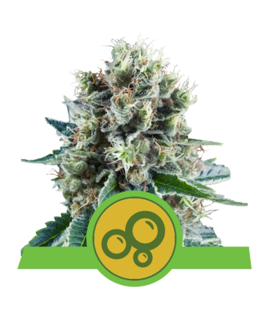 Semillas Bubble Kush Auto autoflorecientes de Royal Queen Seeds