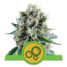 Semillas Bubble Kush Auto autoflorecientes de Royal Queen Seeds