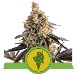 Semillas Cookies Gelato Auto USA Premium autoflorecientes de Royal Queen Seeds